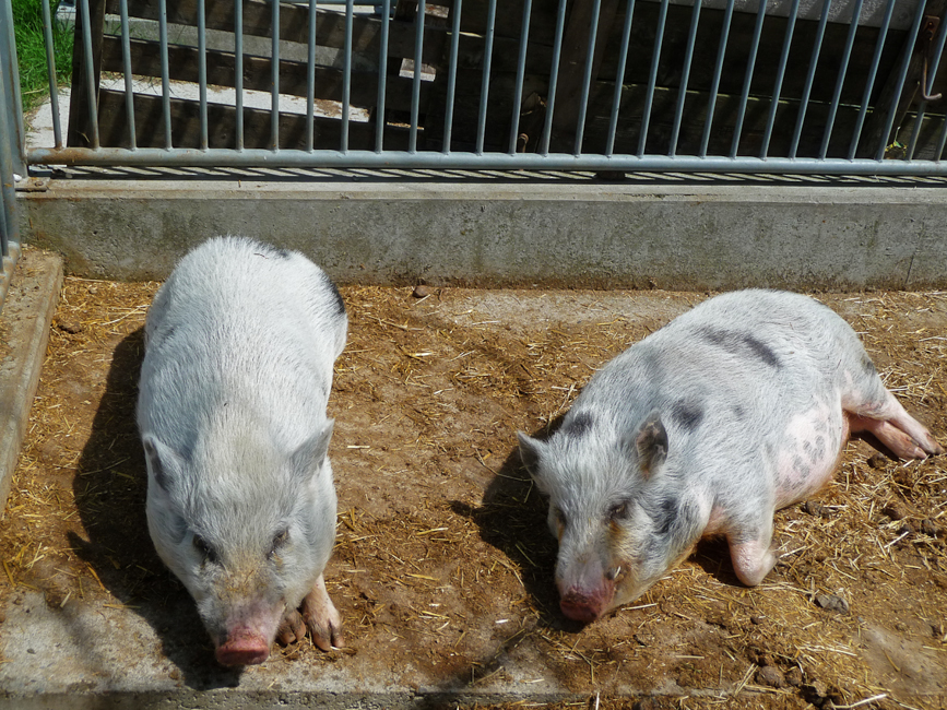 Schweine Landwirtschaft